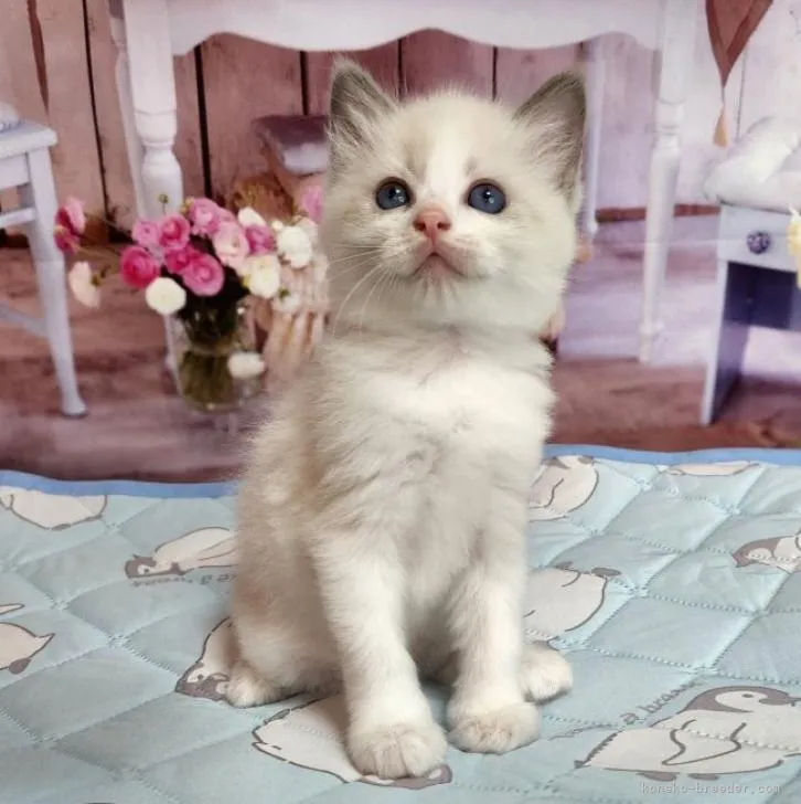 ID:2207-01160の子猫