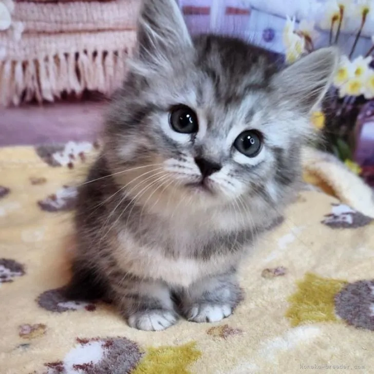 ID：2206-02081の子猫