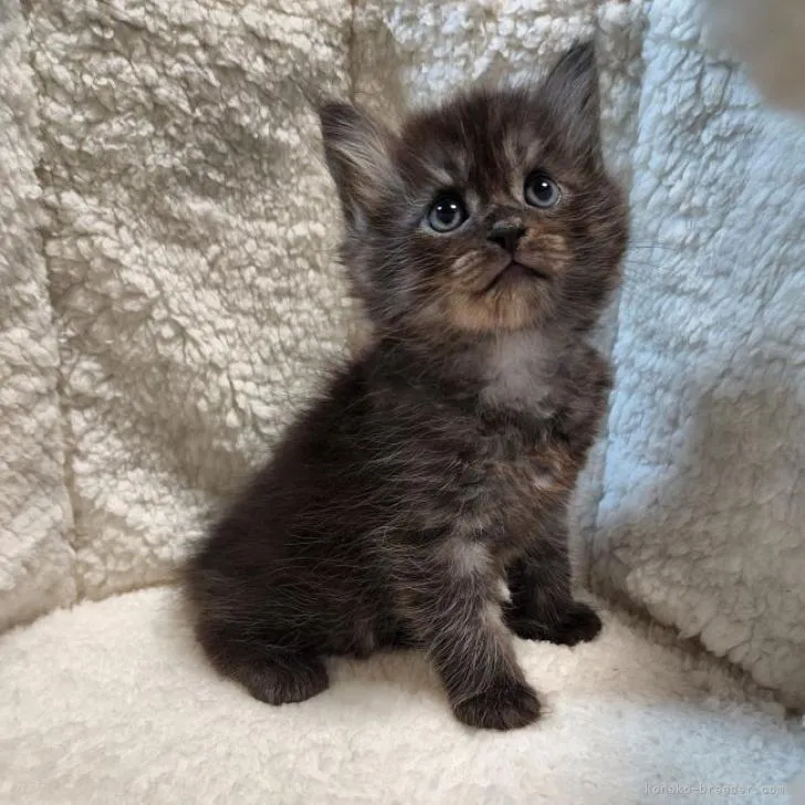 ID：2206-01972の子猫