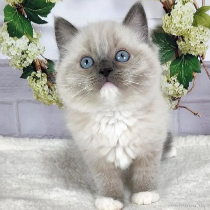 ID：2212-01060の子猫