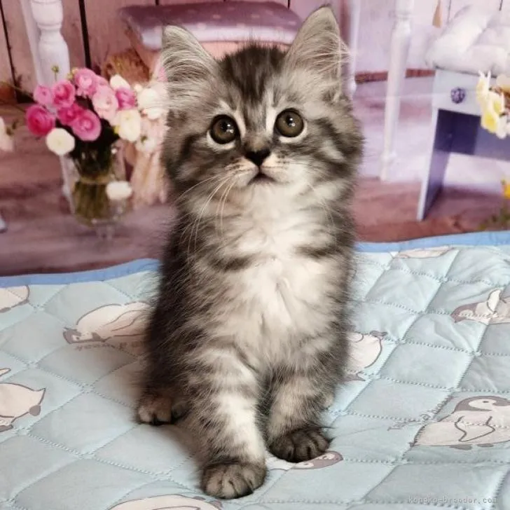 ID:2206-02950の子猫
