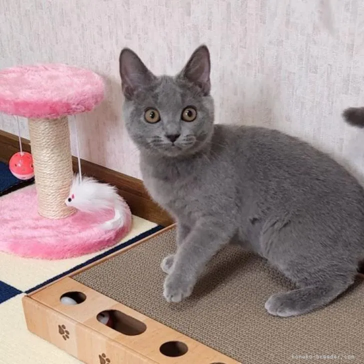 ID：2208-00332の子猫