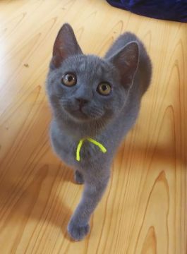 シャルトリュー【奈良県・男の子・2021年6月16日・ブルー】の写真「可愛いシャルトリュー✨」