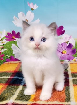 ラグドール【奈良県・男の子・2024年9月21日・ブルーポイントバイカラー】の写真「ハイクオリティなラグドールです🥰」