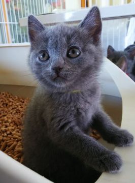 シャルトリュー【奈良県・女の子・2021年2月22日・ブルー】の写真「可愛いシャルトリュー✨」