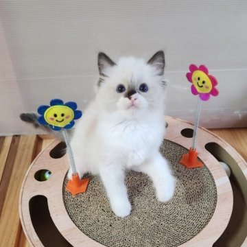 ラグドール【奈良県・男の子・2023年7月2日・シールポイント】の写真「お父さんチャンピオンです💕」