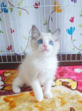 ラグドール【奈良県・女の子・2021年3月5日・ブルーポイントバイカラー】の写真「ブルーの瞳が綺麗です✨」