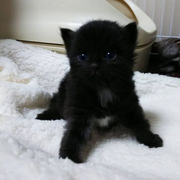 サイベリアン【奈良県・男の子・2021年2月26日・ブラック&ホワイト】の写真「かっこいいサイベリアン❗️」