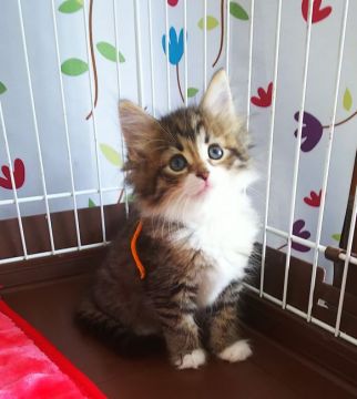 サイベリアン【奈良県・女の子・2021年4月6日・ブラウンタビー&ホワイト】の写真「かわいいソックスのサイベリアン❗️」