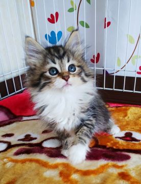 サイベリアン【奈良県・女の子・2021年4月6日・ブラウンタビー&ホワイト】の写真「かわいいソックスのサイベリアン❗️」