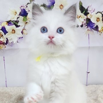 ラグドール【奈良県・女の子・2024年4月24日・ブルーポイントバイカラー】の写真「可愛いラグドール🥰」