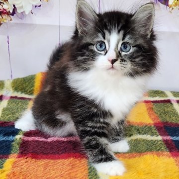 サイベリアン【奈良県・女の子・2024年8月11日・ブラウンクラシックタビー&ホワイト】の写真「白いソックスをはいた子猫ちゃん❤️」