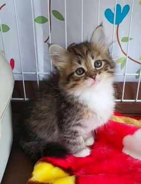 サイベリアン【奈良県・女の子・2021年3月27日・ブラウンタビー&ホワイト】の写真「人気のソックスサイベリアン❗️」