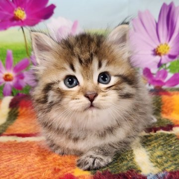 サイベリアン【奈良県・男の子・2024年8月21日・ブラウンマッカレルタビー】の写真「お父さんはチャンピオン✨️」