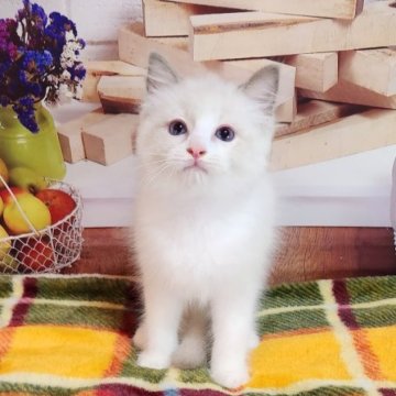 ラグドール【奈良県・男の子・2023年7月3日・ブルーポイントバイカラー】の写真「のほほーんとした甘えん坊💕」