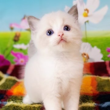 ラグドール【奈良県・男の子・2024年7月21日・ブルーポイントバイカラー】の写真「可愛らしいが溢れてます🥰」