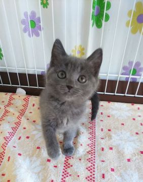 シャルトリュー【奈良県・女の子・2020年10月2日・ブルー】の写真「丸顔の子猫ちゃん✨」