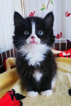 サイベリアン【奈良県・女の子・2021年6月3日・ブラック&ホワイト】の写真「ハチワレのサイベリアン ✨」