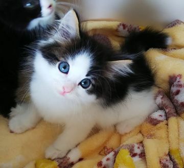 サイベリアン【奈良県・男の子・2021年6月3日・ブラウンタビー&ホワイト】の写真「ハチワレのサイベリアン ✨」