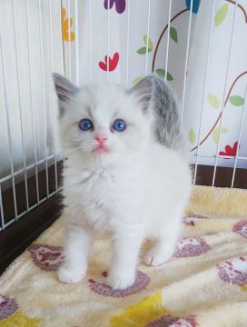 ラグドール【奈良県・女の子・2021年3月6日・ブルーポイントバイカラー】の写真「ブルーの瞳が綺麗です✨」
