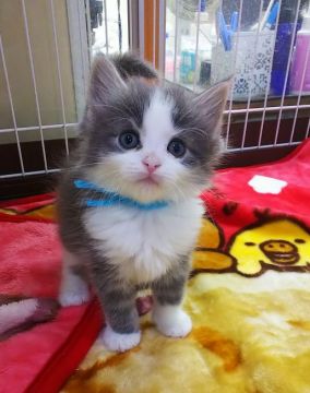 サイベリアン【奈良県・男の子・2020年10月22日・ブラウンタビー】の写真「ハチワレちゃん」