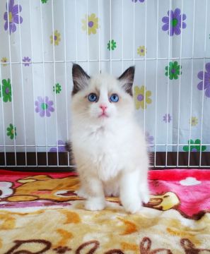 ラグドール【奈良県・女の子・2020年10月27日・シールポイントバイカラー】の写真「少し尾先が曲がってます」