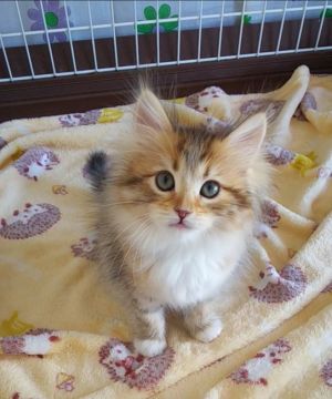 サイベリアン【奈良県・女の子・2020年10月2日・ゴールデンマッカレルタビー&ホワイト】の写真「お父さんチャンピオンの子猫ちゃん✨」