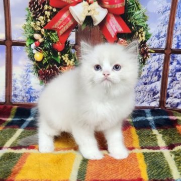 ラグドール【奈良県・男の子・2023年10月15日・ブルーポイントバイカラー】の写真「なかなかのクオリティ🥰」