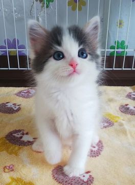 サイベリアン【奈良県・男の子・2021年2月18日・ブルータビー&ホワイト】の写真「人気のハチワレちゃん」