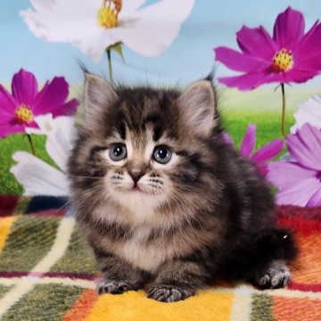 サイベリアン【奈良県・女の子・2024年8月21日・ブラウンクラシックタビー】の写真「お父さんはチャンピオン✨️」