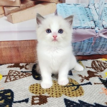 ラグドール【奈良県・男の子・2023年7月3日・ブルーポイントバイカラー】の写真「美男子くん💕」