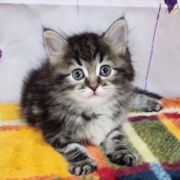 サイベリアン【奈良県・女の子・2024年8月21日・ブラウンクラシックタビー】の写真「お父さんはチャンピオン✨️」