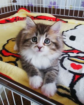 サイベリアン【奈良県・女の子・2021年1月2日・ブラウンタビー&ホワイト】の写真「ソックスのはいた子猫ちゃん✨」