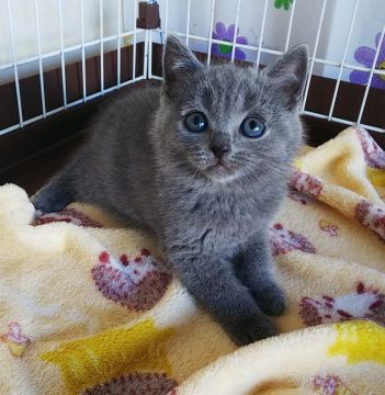 シャルトリュー【奈良県・女の子・2020年12月15日・ブルー】の写真「まあるいお顔が可愛いね✨」