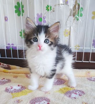 サイベリアン【奈良県・女の子・2021年2月18日・ブラウンタビー&ホワイト】の写真「人気のハチワレちゃん」