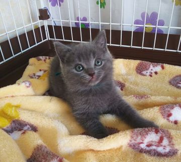 シャルトリュー【奈良県・男の子・2020年12月15日・ブルー】の写真「丸顔の子猫ちゃん✨」