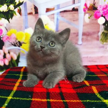 シャルトリュー【奈良県・男の子・2021年12月16日・ブルー】の写真「可愛いシャルトリュー✨」