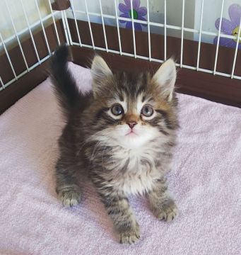 サイベリアン【奈良県・男の子・2021年2月4日・ブラウンタビー】の写真「ザ・サイベリアン✨」