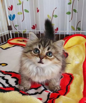 サイベリアン【奈良県・女の子・2021年5月6日・ブラウンタビー】の写真「愛嬌たっぷりのお顔をしてます✨」