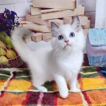 ラグドール【奈良県・女の子・2023年6月23日・ブルーポイントバイカラー】の写真「きれいな色合いなラグドールです⭐」