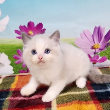 ラグドール【奈良県・男の子・2024年9月21日・ブルーポイントバイカラー】の写真「ハイクオリティなラグドール🥰」