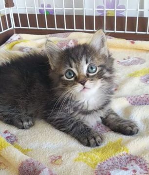 サイベリアン【奈良県・男の子・2021年2月4日・ブラウンタビー】の写真「甘えん坊の僕です。」