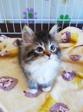 サイベリアン【奈良県・男の子・2020年9月24日・ブラウンタビー&ホワイト】の写真「ポテポテ可愛いです✨」