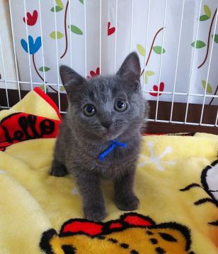 シャルトリュー【奈良県・男の子・2021年5月1日・ブルー】の写真「可愛いシャルトリュー✨」