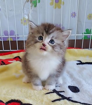 サイベリアン【奈良県・男の子・2021年1月2日・シルバータビー&ホワイト】の写真「シルバーの可愛い子猫ちゃん✨」
