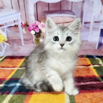 サイベリアン【奈良県・女の子・2023年12月10日・シルバーマッカレルタビー】の写真「お父さんはチャンピオン」