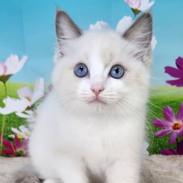 ラグドール【奈良県・女の子・2024年7月21日・ブルーポイントバイカラー】の写真「可愛いラグドール🥰」