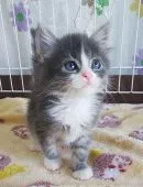 サイベリアン【奈良県・女の子・2021年2月18日・ブルータビー&ホワイト】の写真1「4/９撮影」