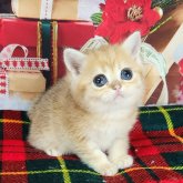 ブリティッシュショートヘア