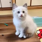 ラグドール【奈良県・女の子・2023年2月9日・ブルーポイントバイカラー】の写真1「4/8」